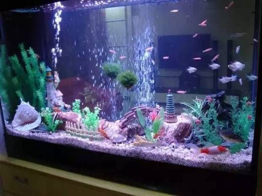 魚缸選擇水泵的原則（如何選擇節能魚缸水泵）