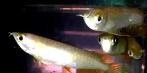 龍魚怎么才能長得快一點(diǎn)：如何讓龍魚快速成長