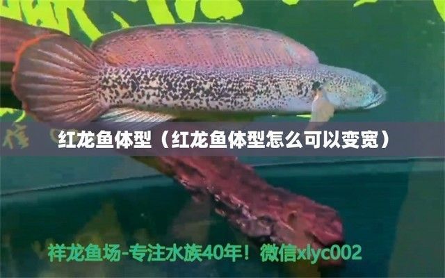 紅龍魚前寬后窄了怎么調整，如何調整紅龍魚的體型 紅龍魚前寬后窄了怎么調整，如何調整紅龍魚的體型 龍魚百科 第5張
