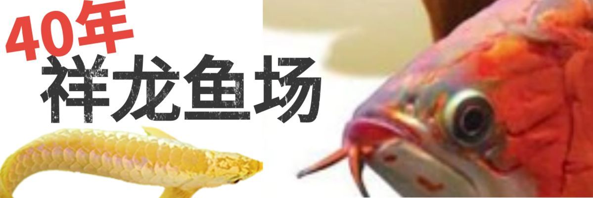 紅龍魚前寬后窄了怎么調整，如何調整紅龍魚的體型 紅龍魚前寬后窄了怎么調整，如何調整紅龍魚的體型 龍魚百科 第2張