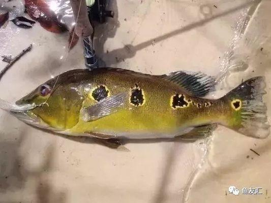 和紅龍魚混養的高端魚種：幾種適合與紅龍魚混養的高端魚種