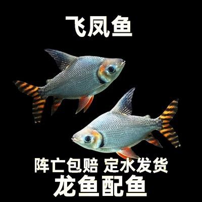 龍魚咬泰國鯽魚：如何判斷泰國鯽魚是否適合混養