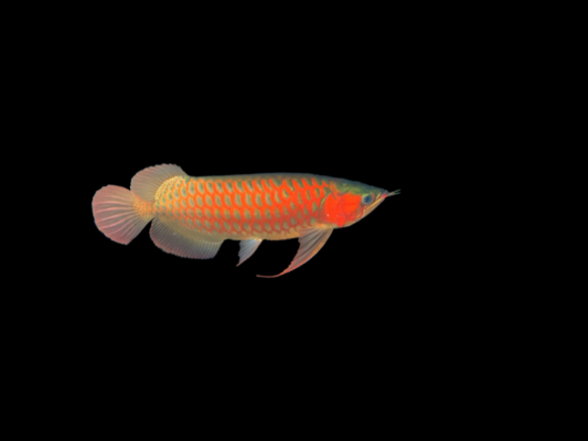 紅龍魚價值多少萬元一條呢（紅龍魚價值多少萬元一條呢圖片）