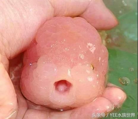 金龍魚拉肚子怎么辦：金龍魚拉肚子怎么辦，