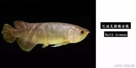 龍魚短身怎么看（如何判斷龍魚是否為短身）