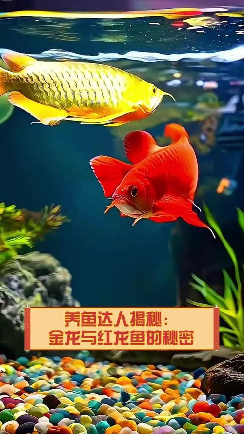 紅龍魚和金龍魚哪個更適合新手 紅龍魚和金龍魚哪個更適合新手 龍魚百科 第7張