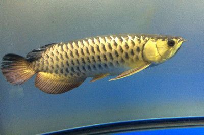 龍魚什么情況會死亡:龍魚死亡可能由多種因素引起 龍魚百科 第2張 龍魚什么情況會死亡:龍魚死亡可能由多種因素引起 龍魚什么情況會死亡:龍魚死亡可能由多種因素引起 龍魚百科 第2張