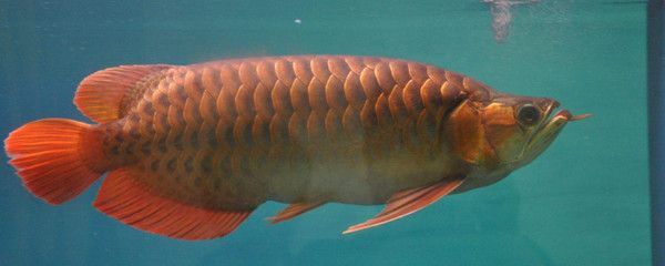龍魚什么情況會死亡:龍魚死亡可能由多種因素引起 龍魚百科 第1張 龍魚什么情況會死亡:龍魚死亡可能由多種因素引起 龍魚什么情況會死亡:龍魚死亡可能由多種因素引起 龍魚百科 第1張