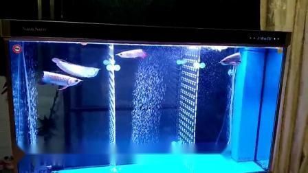 龍魚可以喂魚飼料嗎：如何判斷龍魚是否吃飽,龍魚飼料訓練技巧分享