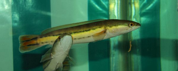 銀龍魚能和藍鯊混養嗎 銀龍魚能和藍鯊混養嗎 龍魚百科 第2張
