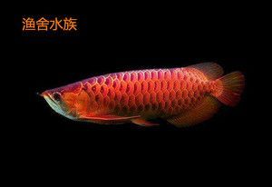 紅龍魚幼苗（怎樣挑選紅龍魚幼苗） 紅龍魚幼苗（怎樣挑選紅龍魚幼苗） 龍魚百科 第3張