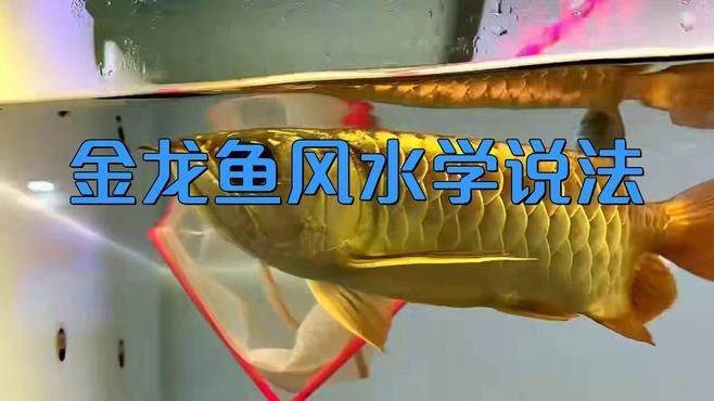 龍魚風水實踐中有哪些實例