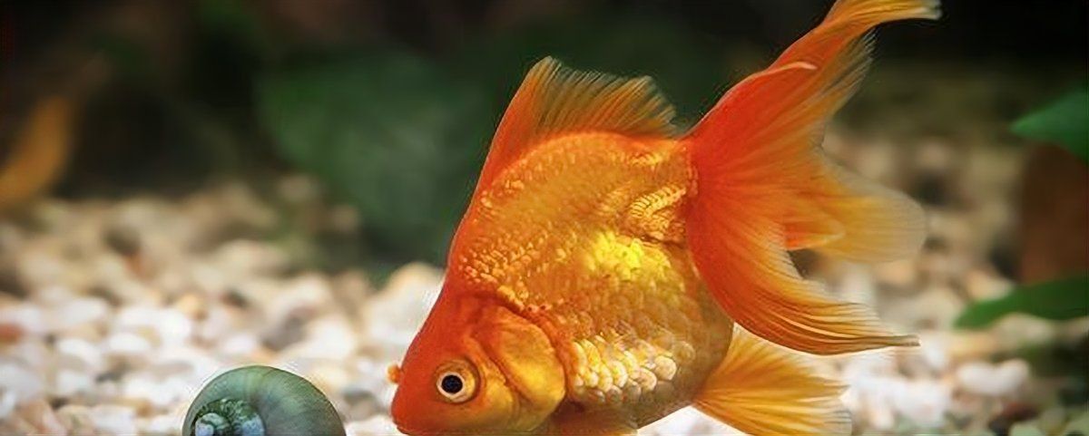 金魚換水后趴缸底不動 金魚換水后趴缸底不動 龍魚百科 第16張