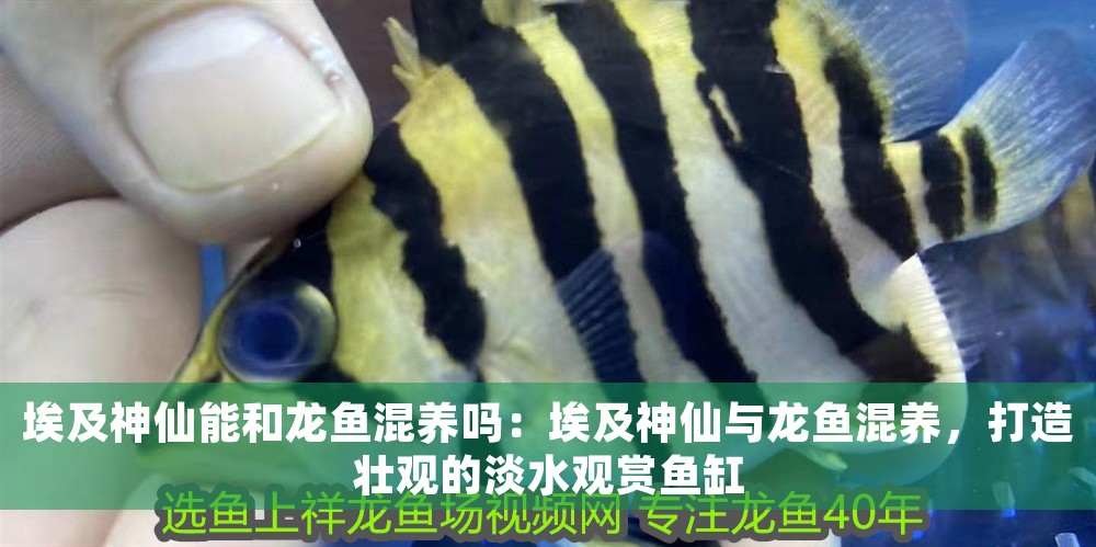 埃及神仙能和龍魚混養嗎：埃及神仙與龍魚混養，打造壯觀的淡水觀賞魚缸