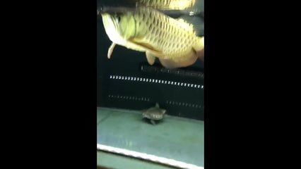 龍魚(yú)為什么咬人不咬人：龍魚(yú)為何會(huì)咬人而不咬人的行為