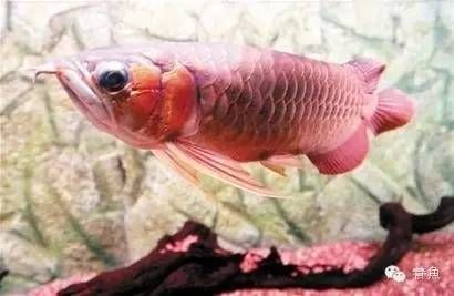 龍魚和虎魚混養(yǎng)尺寸：關(guān)于龍魚和虎魚混養(yǎng)時(shí)的尺寸要求