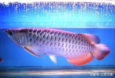 金龍魚很貴？（金龍魚市場價格波動趨勢）