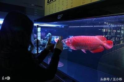 金龍魚很貴？（金龍魚市場價格波動趨勢）