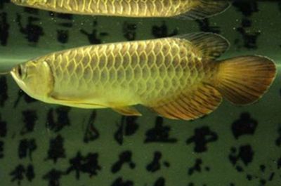 龍魚可以養一對嗎：龍魚可以養一對嗎？
