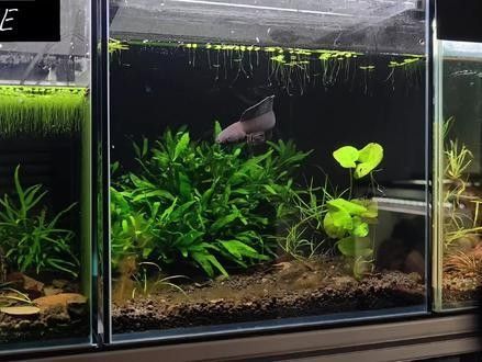雷龍魚喂泥鰍好嗎