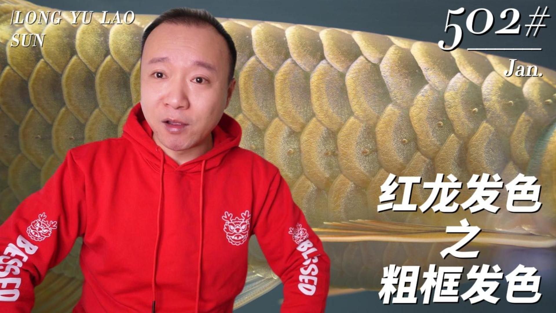 深海紅龍魚粗框和細框哪個更稀有？