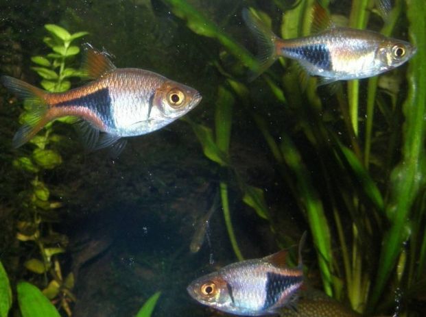 龍魚頭上的條紋：如何判斷龍魚頭上的條紋是否正常