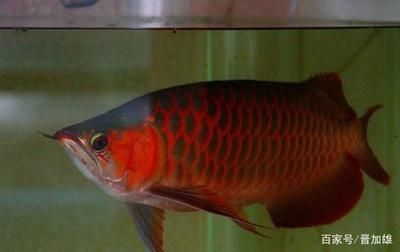 龍魚一年能養到多大的魚：不同種類龍魚一年內能養到的大小