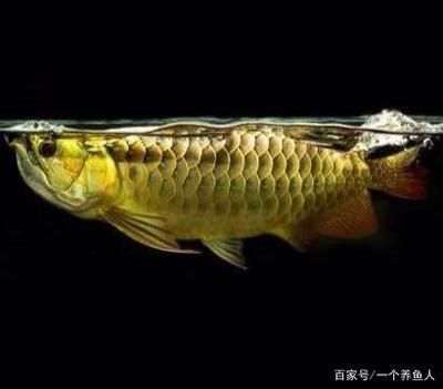 龍魚一年能養到多大的魚：不同種類龍魚一年內能養到的大小