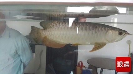 金龍魚可以群養嗎怎么養：金龍魚可以群養嗎 金龍魚可以群養嗎怎么養：金龍魚可以群養嗎 龍魚百科 第3張