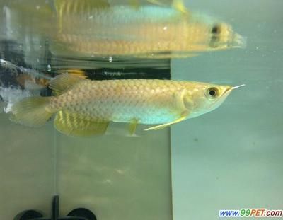 龍魚掉眼手術后多久喂食