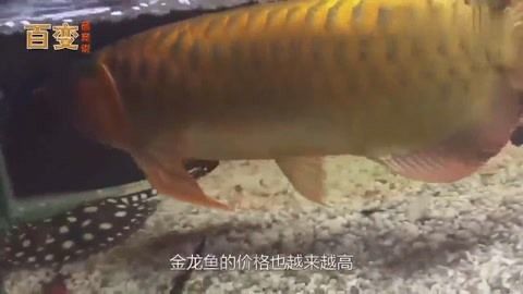 金龍魚手術是怎么回事？：金龍魚手術是一種專業性很強的治療方法需要仔細權衡利弊