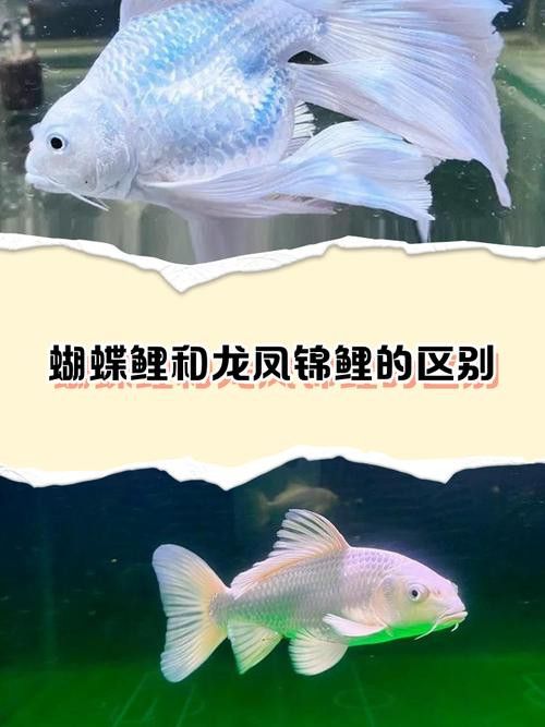 養(yǎng)龍魚還是蝴蝶鯉比較好