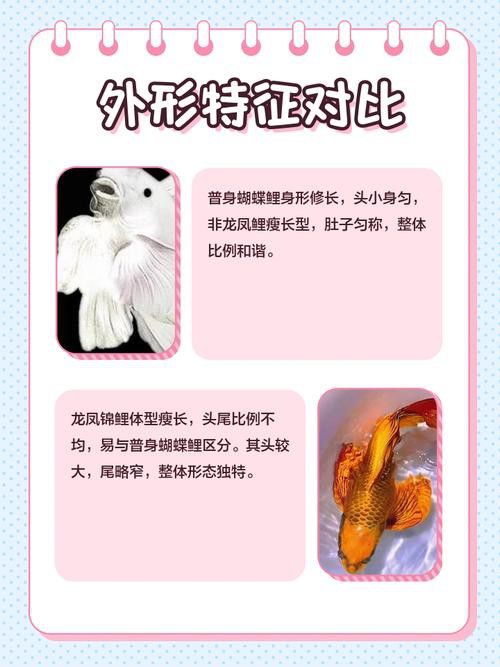 養(yǎng)龍魚還是蝴蝶鯉比較好