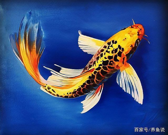 養(yǎng)龍魚還是蝴蝶鯉比較好