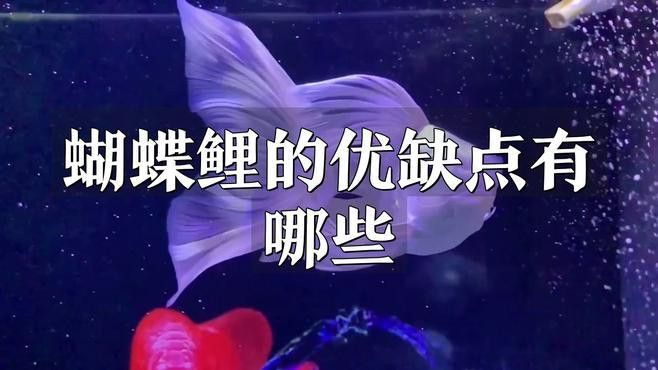 養(yǎng)龍魚還是蝴蝶鯉比較好
