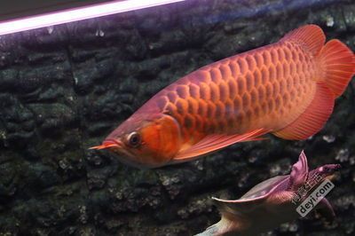 紅龍魚買多大的好看：紅龍魚的飼養