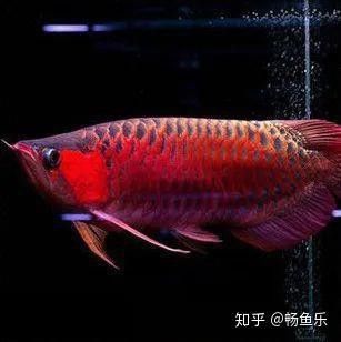 紅龍魚哪個品種好看又好養活的