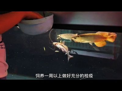 龍魚吃活食的檢疫（喂食活食的龍魚需要定期檢疫嗎，龍魚檢疫頻率為每年一次）
