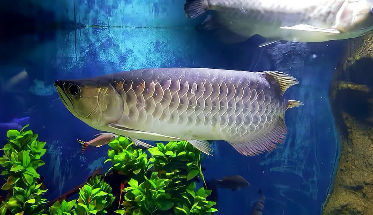 龍魚吃活食的檢疫（喂食活食的龍魚需要定期檢疫嗎，龍魚檢疫頻率為每年一次）