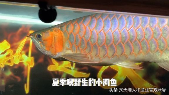 龍魚吃活食的檢疫（喂食活食的龍魚需要定期檢疫嗎，龍魚檢疫頻率為每年一次）
