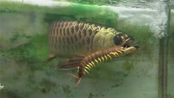 金龍魚(yú)為什么吃蜈蚣：金龍魚(yú)吃蜈蚣是因?yàn)轵隍几缓瑺I(yíng)養(yǎng)，可以為其提供發(fā)育所需的營(yíng)養(yǎng)