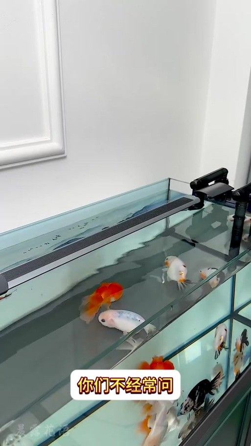 金龍魚水中燈位置示意圖