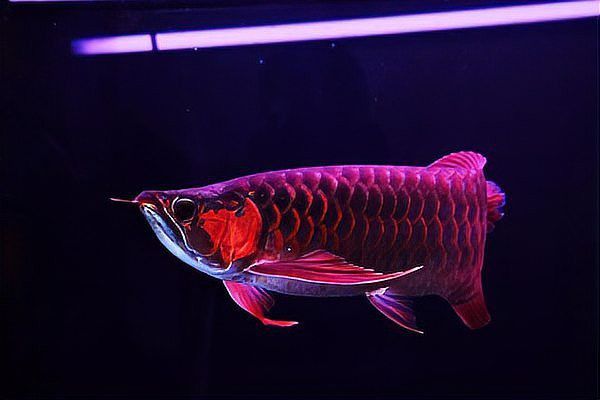 金龍魚水中燈位置示意圖