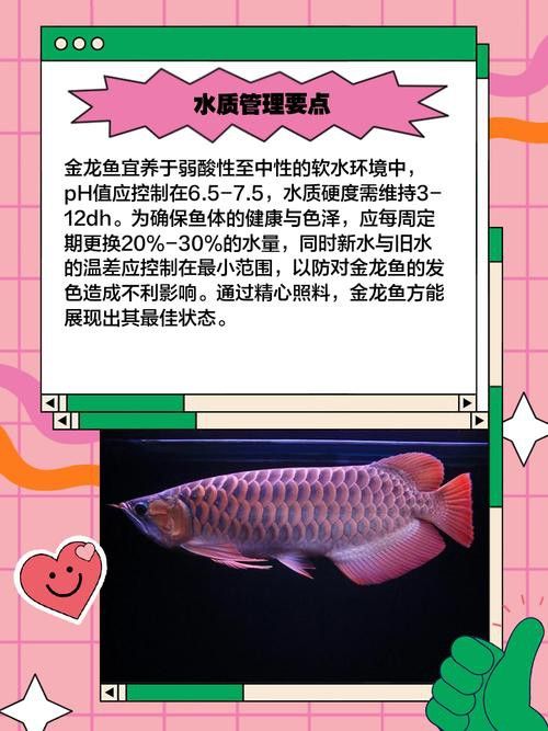 金龍魚水中燈位置示意圖