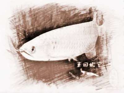 龍魚養幾條有講究嗎（養三條龍魚的數量有講究，養三條龍魚的數量有講究嗎）
