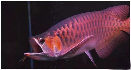 龍魚養幾條有講究嗎（養三條龍魚的數量有講究，養三條龍魚的數量有講究嗎）
