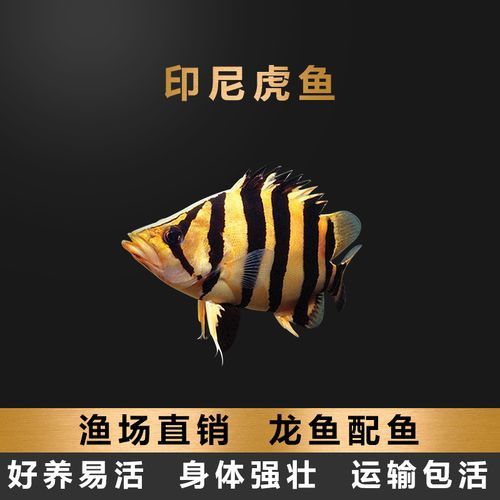 一條龍魚配幾條虎魚合適呢圖片