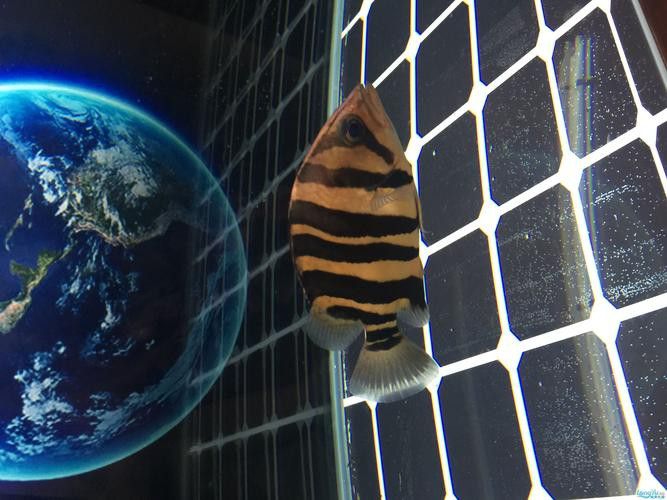 一條龍魚配幾條虎魚合適呢圖片