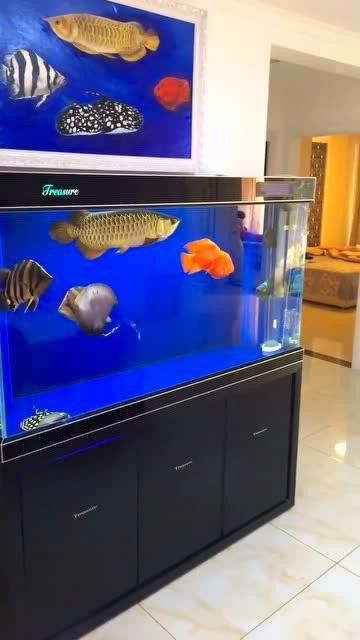 一條龍魚配幾條虎魚合適呢圖片