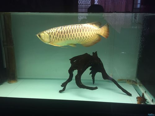 一條龍魚配幾條虎魚合適呢圖片